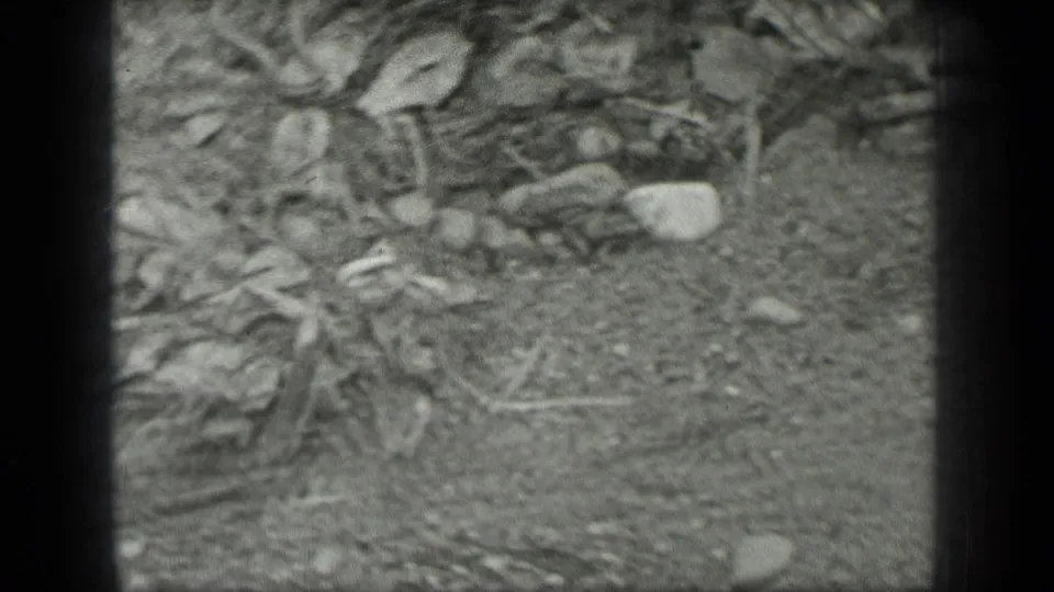 1939 Long Lake, Canada frame showing a softly focused patch of forest floor with leaves, dirt, stones, and stems.