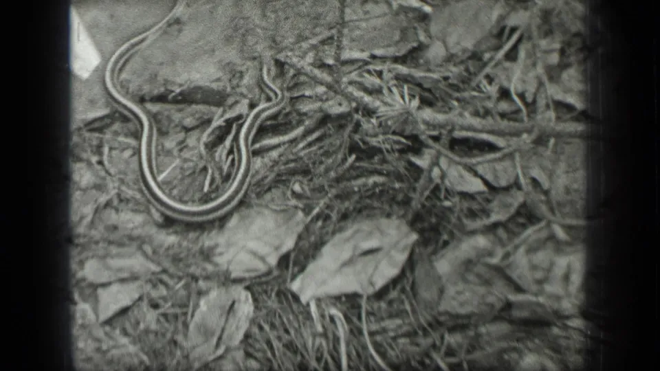 1939 Long Lake, Canada 8mm frame showing a small striped snake resting on leaf litter beside dirt, stones, and twigs.