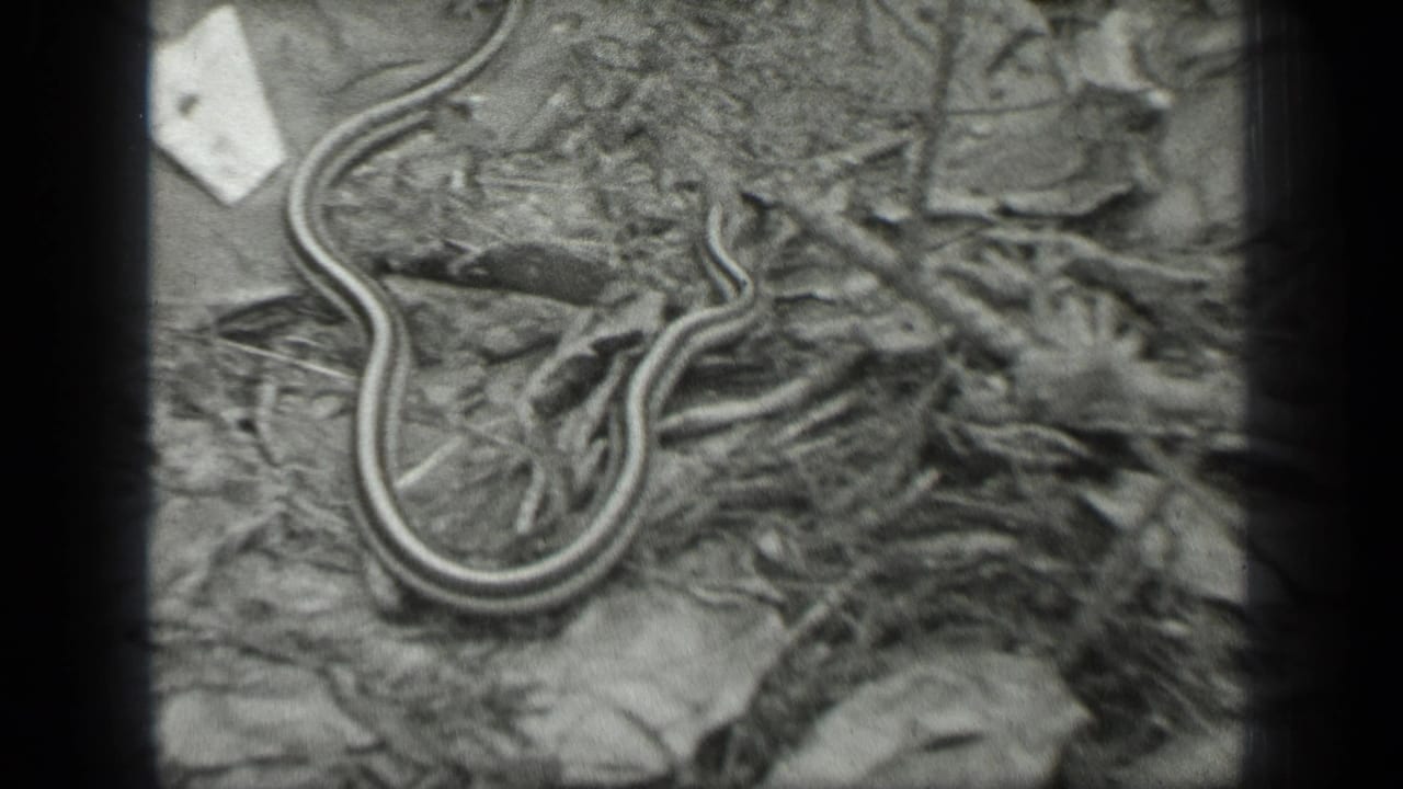 1939 Long Lake, Canada 8mm frame showing a striped garter snake coiled on leaf litter and forest debris.