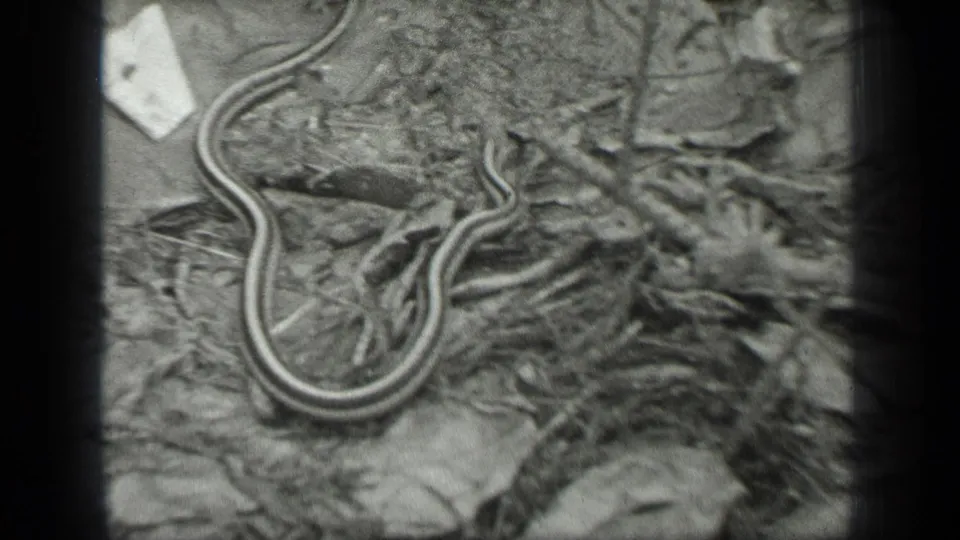 1939 Long Lake, Canada 8mm frame showing a striped garter snake coiled on leaf litter and forest debris.