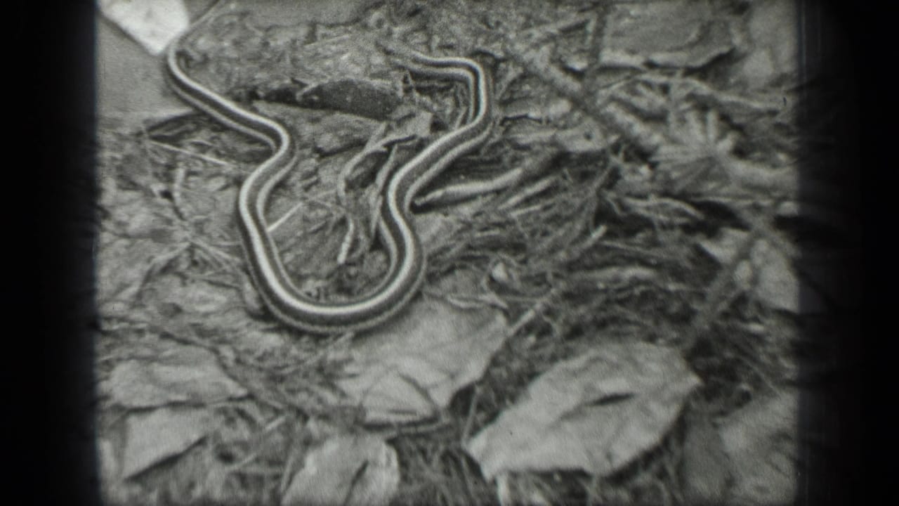 Coiled striped snake on leaf litter with dark film borders at the sides.