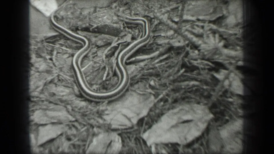 A Long Lake, Canada home-movie frame shows the garter snake curled on a textured forest floor in black and white.