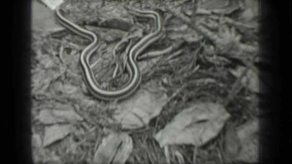 Soft black-and-white 8mm footage shows a garter snake looped among leaves and forest-floor debris at Long Lake, Canada.