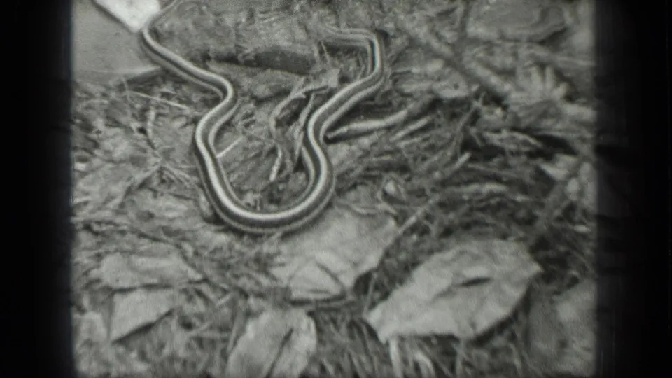 Final 1939 8mm frame with the striped garter snake still coiled on forest-floor litter at Long Lake, Canada.