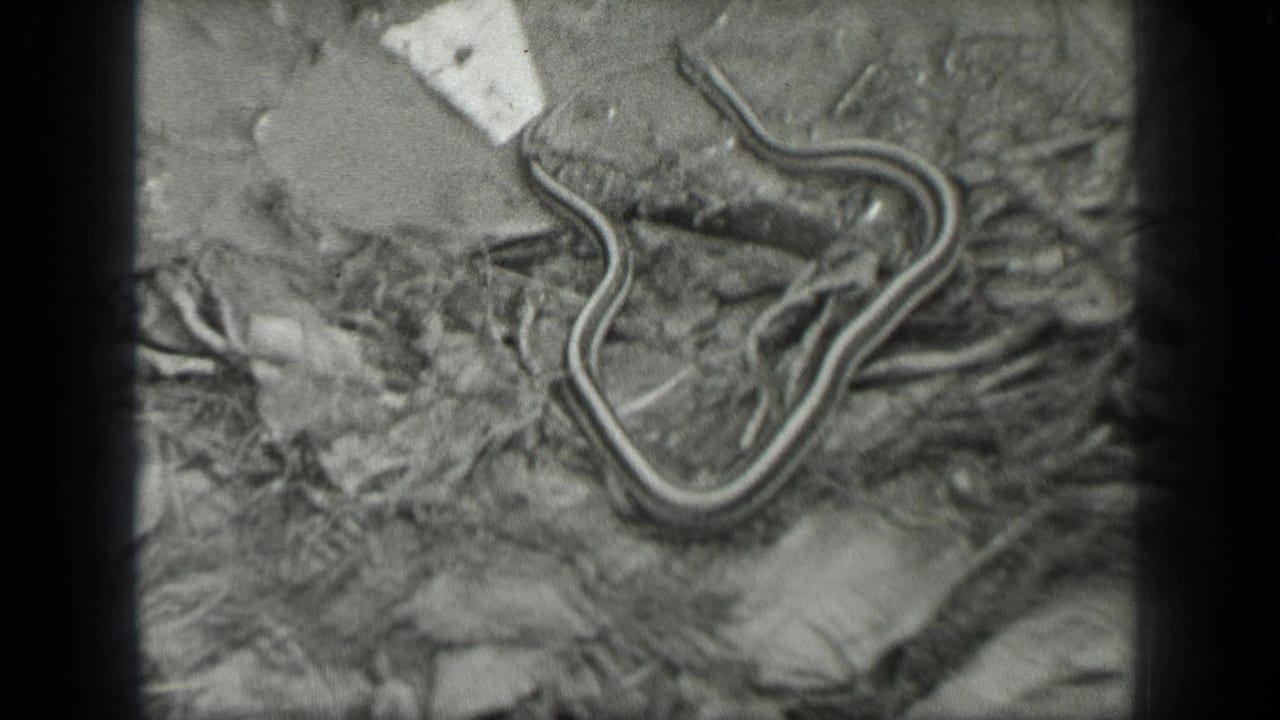 Striped snake on rocky, leaf-covered ground in 1939 Long Lake, Canada 8mm home-movie footage.