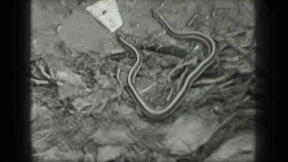 Striped snake on rocky, leaf-covered ground in 1939 Long Lake, Canada 8mm home-movie footage.