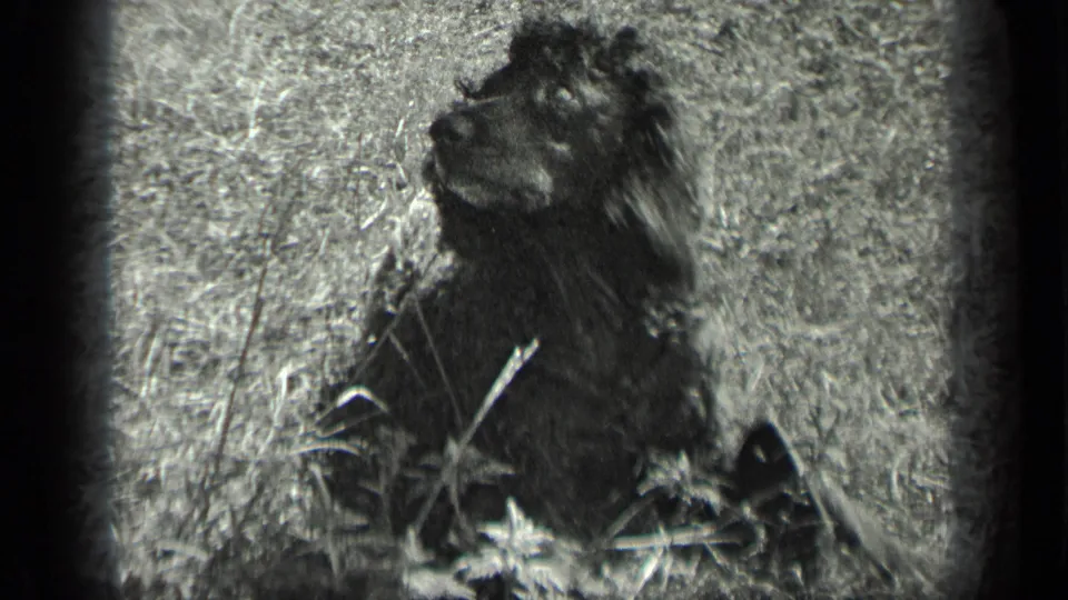 1939 Long Lake home-movie frame showing a curly-haired dog seated in tall grass, turned slightly to one side.