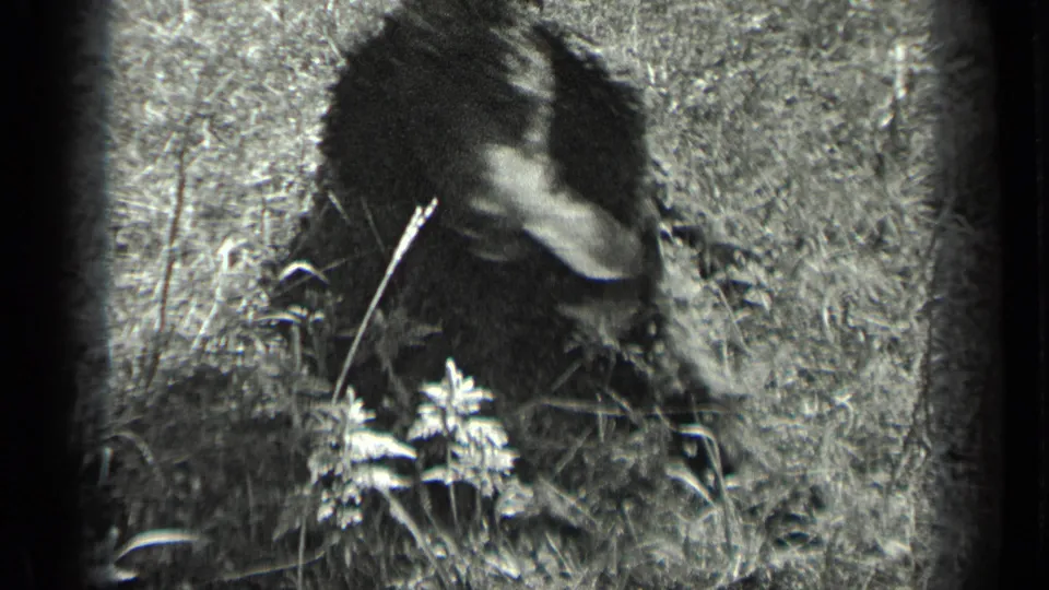 1939 Long Lake home-movie frame with a curly-haired dog seated in grass, softened by film grain and slight motion blur.