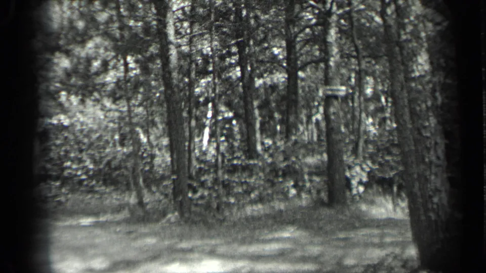Jump-cut forest view from the 1939 Long Lake, Canada home movie, showing trunks, brush, and dappled sunlight.