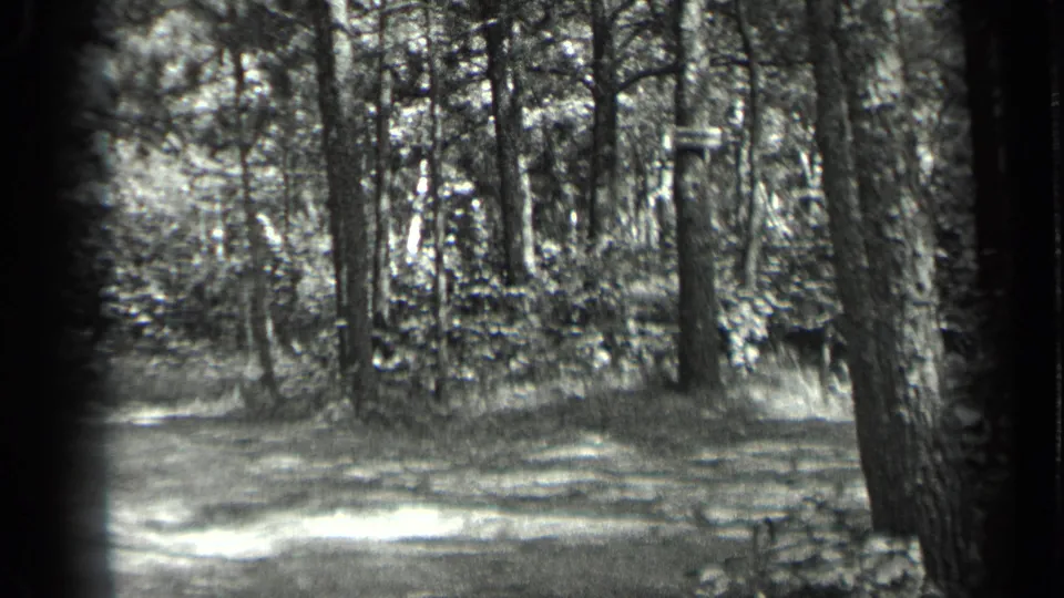 1939 8mm frame from Long Lake, Canada, showing a quiet forest interior with trunks, brush, and dappled light.