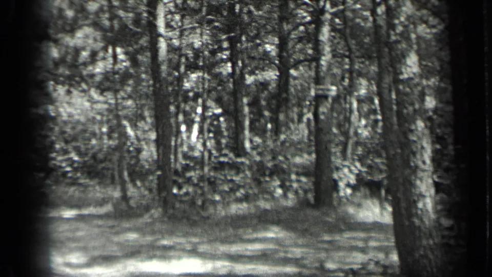 Black-and-white 8mm view of Long Lake woodland, with tree trunks, undergrowth, and a bright patch of path in the foreground.