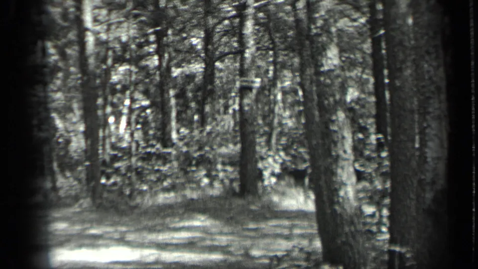 1939 Long Lake, Canada home-movie frame showing dense trees, brush, and a large trunk near the right side of the frame.