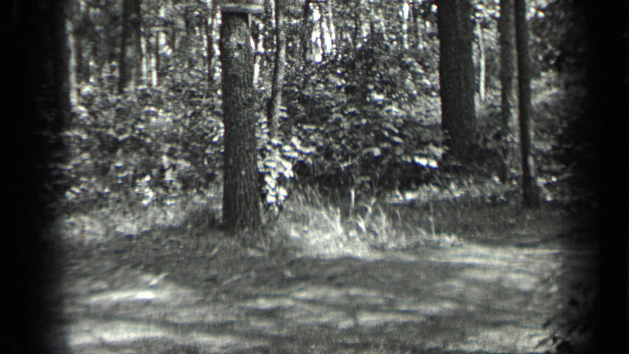 Black-and-white wooded path with tall trees and dense undergrowth.