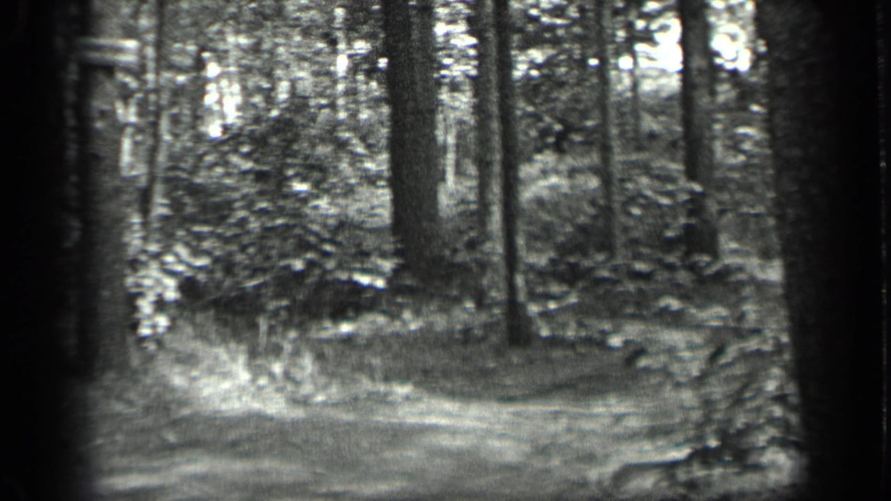 Forest trail and tree trunks seen through soft black-and-white film grain.
