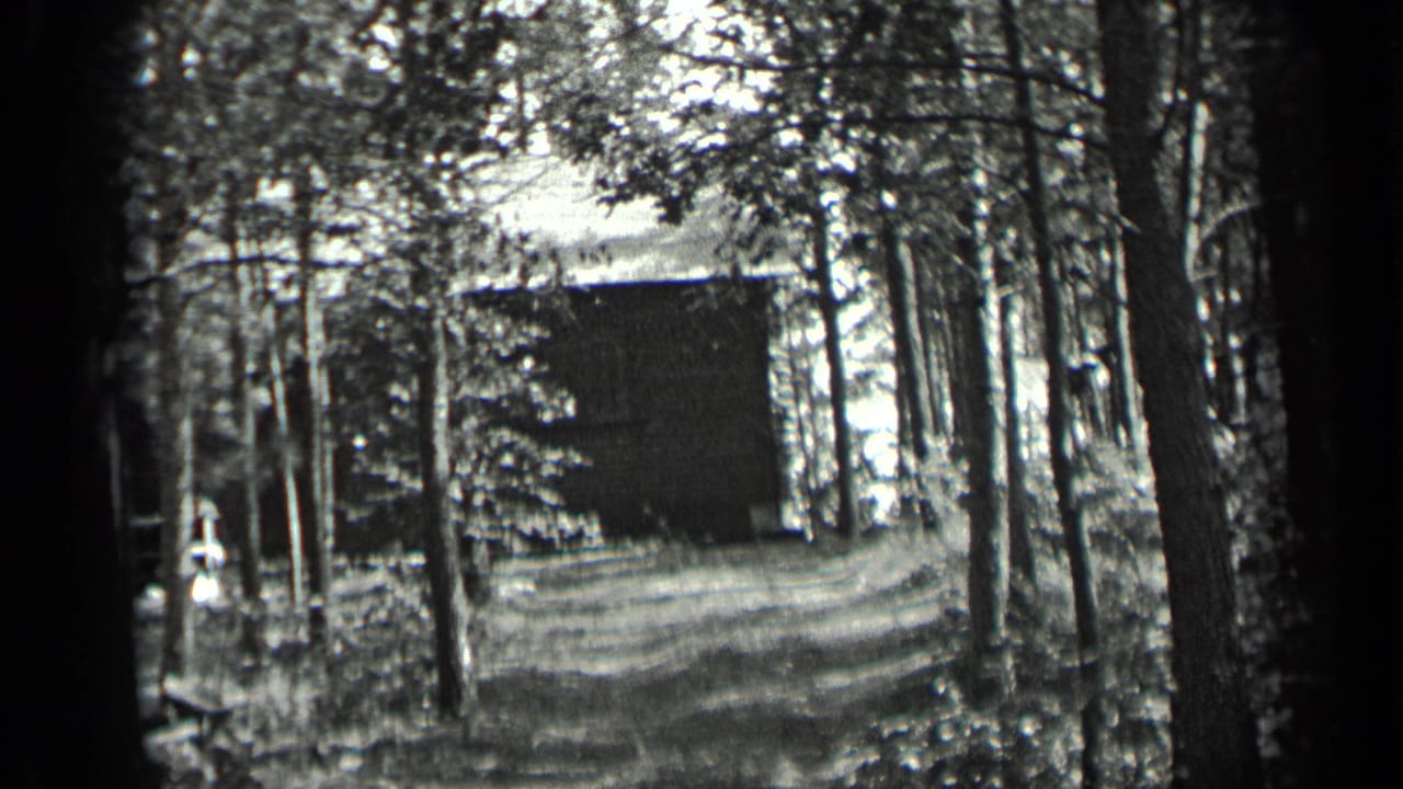 Cabin seen through tall trees with a narrow drive in the foreground.