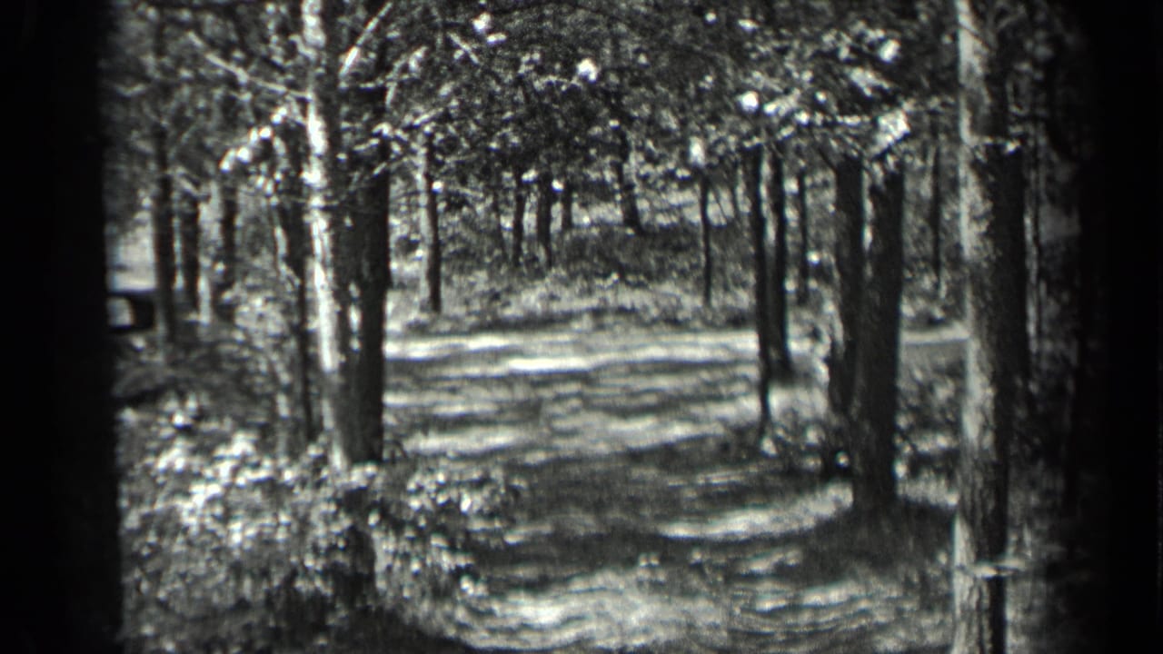 Wooded path lined with tall trees and dappled sunlight.