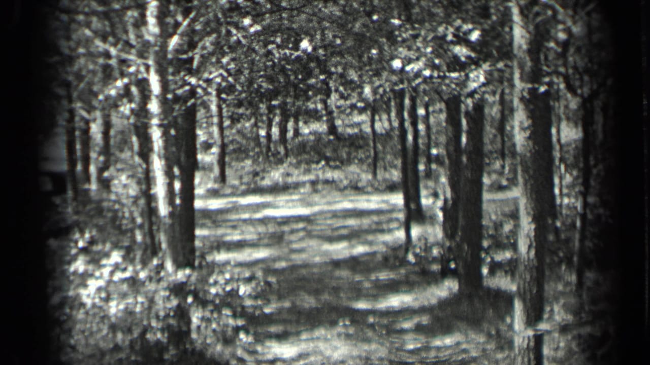 Black-and-white 8mm frame of a Long Lake woodland path, with trunks framing bright sunlight on the ground.