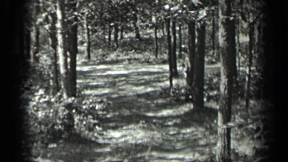Long Lake, Canada 8mm frame showing a quiet wooded path with tree trunks, bright foliage, and soft film grain.