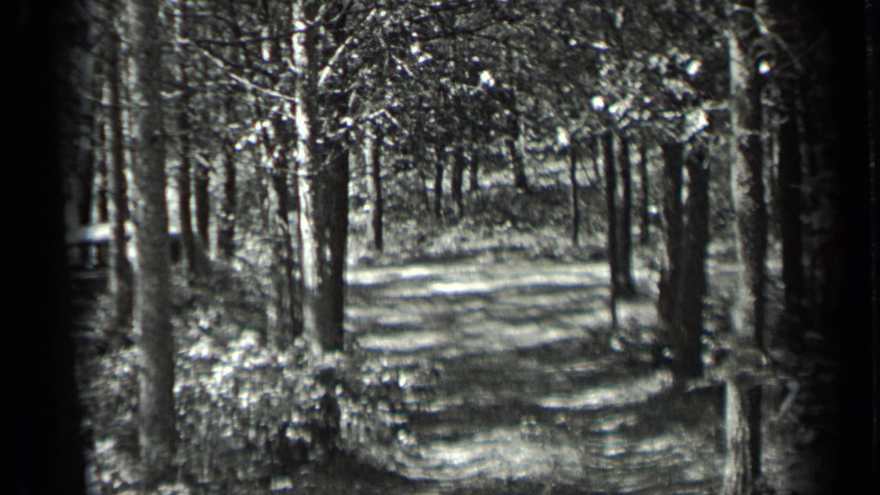 Sunlit forest path bordered by tall trees and leafy undergrowth.