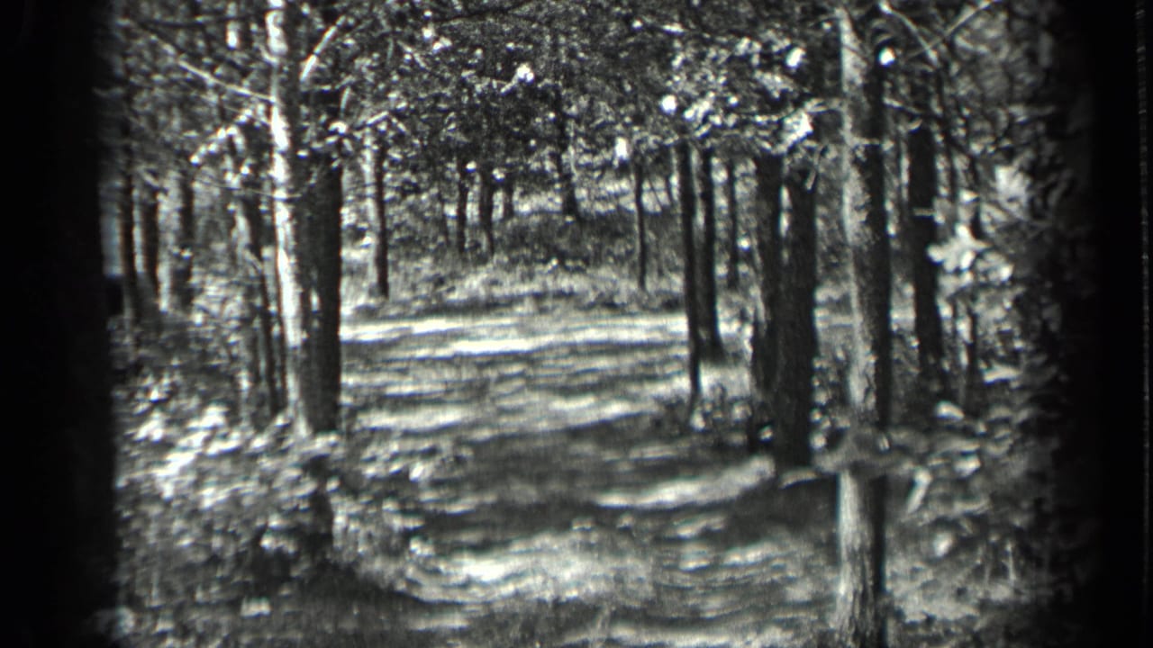 Tree-lined trail with bright sunlight filtering through leaves.