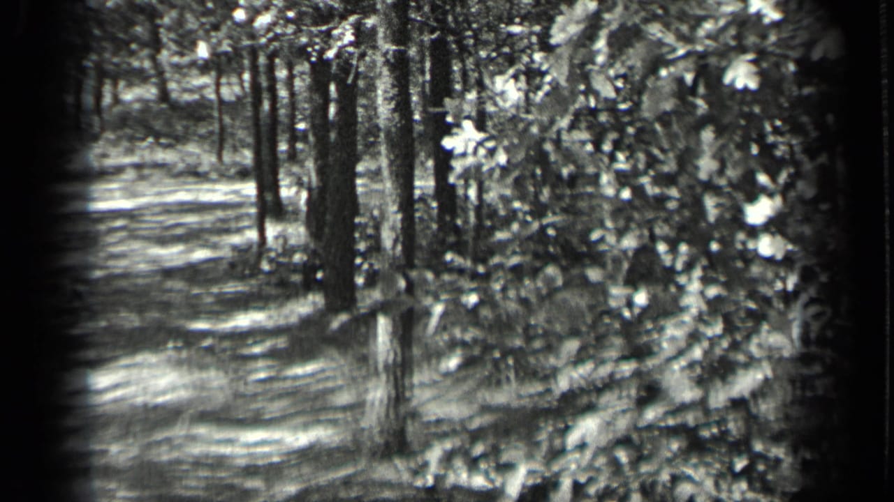 Wooded path or shoreline area with trees, brush, and dappled light in black-and-white film.