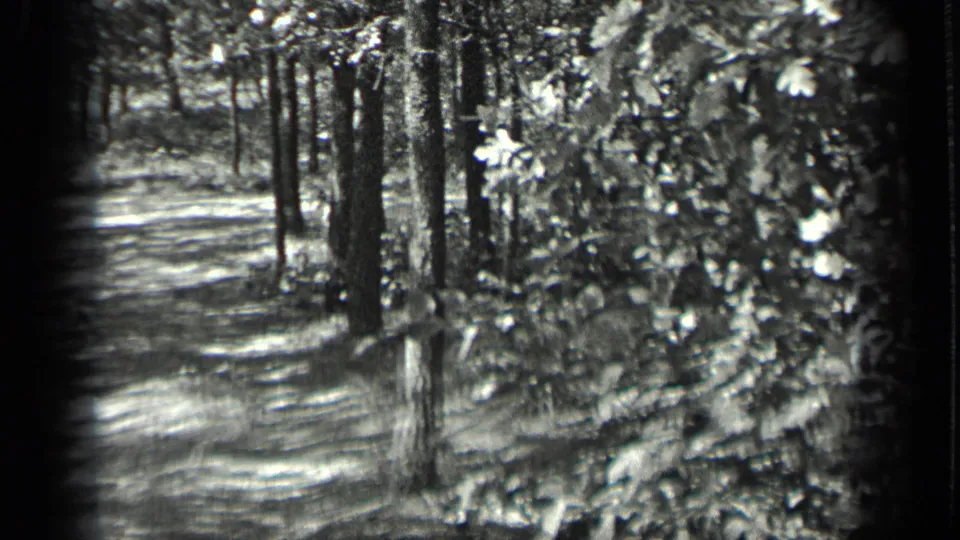 1939 8mm home-movie view near Long Lake, Canada, showing trees, leafy brush, and a shaded wooded edge.