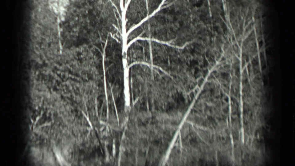 Wooded Long Lake shoreline with pale tree trunks and dense vegetation, captured in grainy black-and-white 8mm footage.