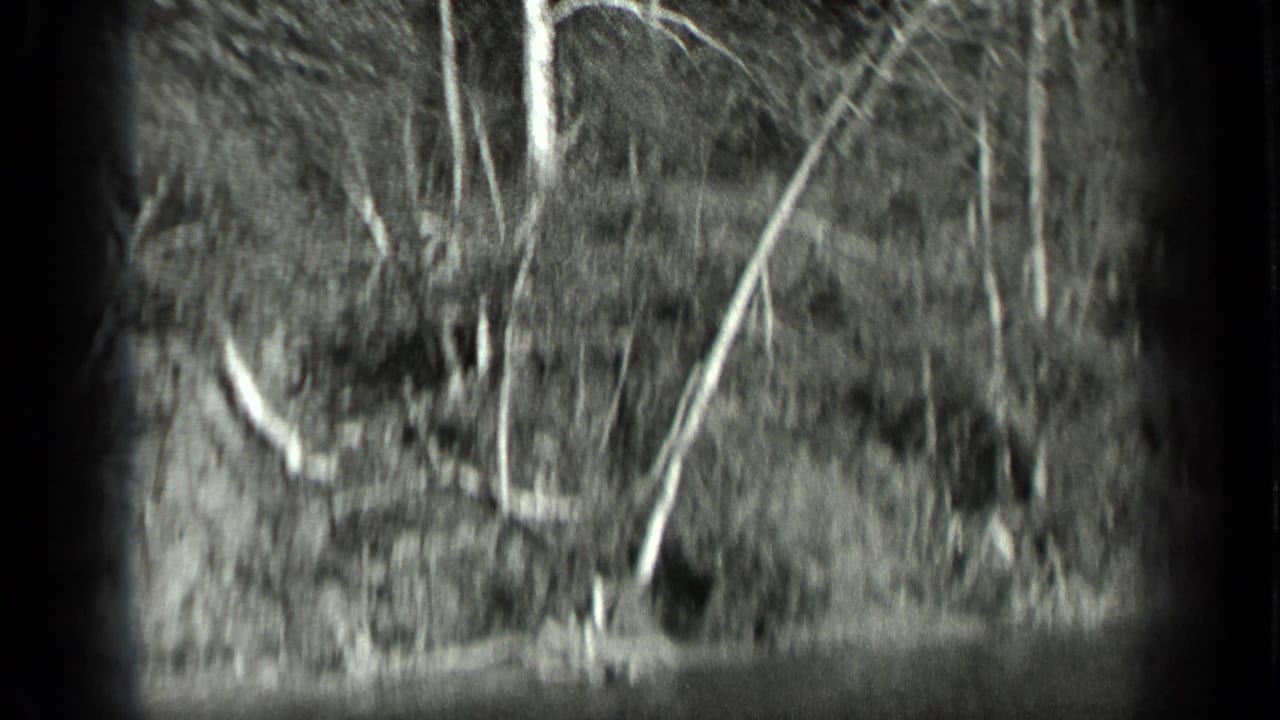 Bare tree trunks and branches in a wooded area, seen through soft black-and-white film grain.