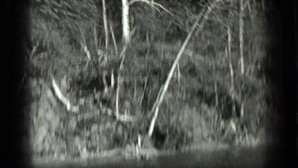 1939 Long Lake, Canada home-movie frame showing bare trees and dense woodland in soft, grainy 8mm footage.