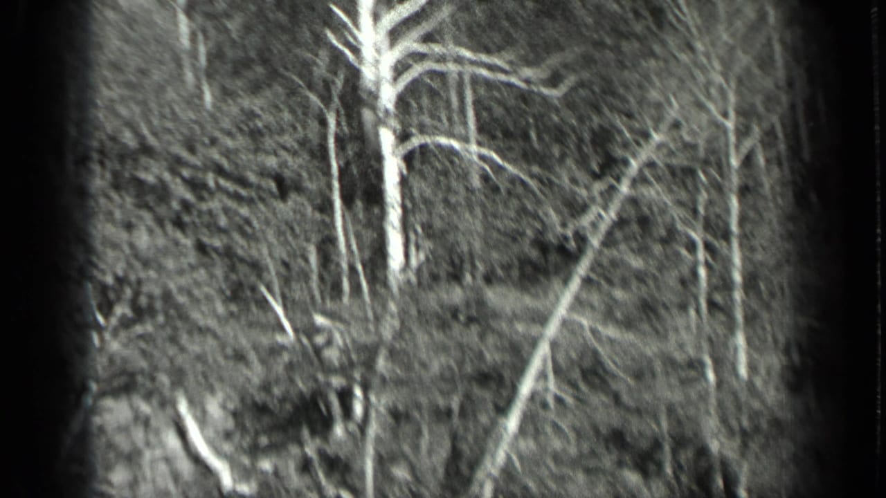 Black-and-white 8mm view of bare trunks and dense forest near Long Lake, Canada, based on supplied clip metadata.