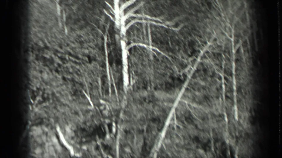 Black-and-white 8mm view of bare trunks and dense forest near Long Lake, Canada, based on supplied clip metadata.