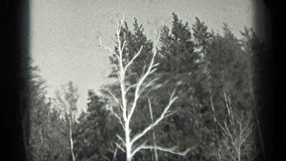 A leafless pale tree stands before darker woods in a 1939 Long Lake, Canada home-movie forest view.