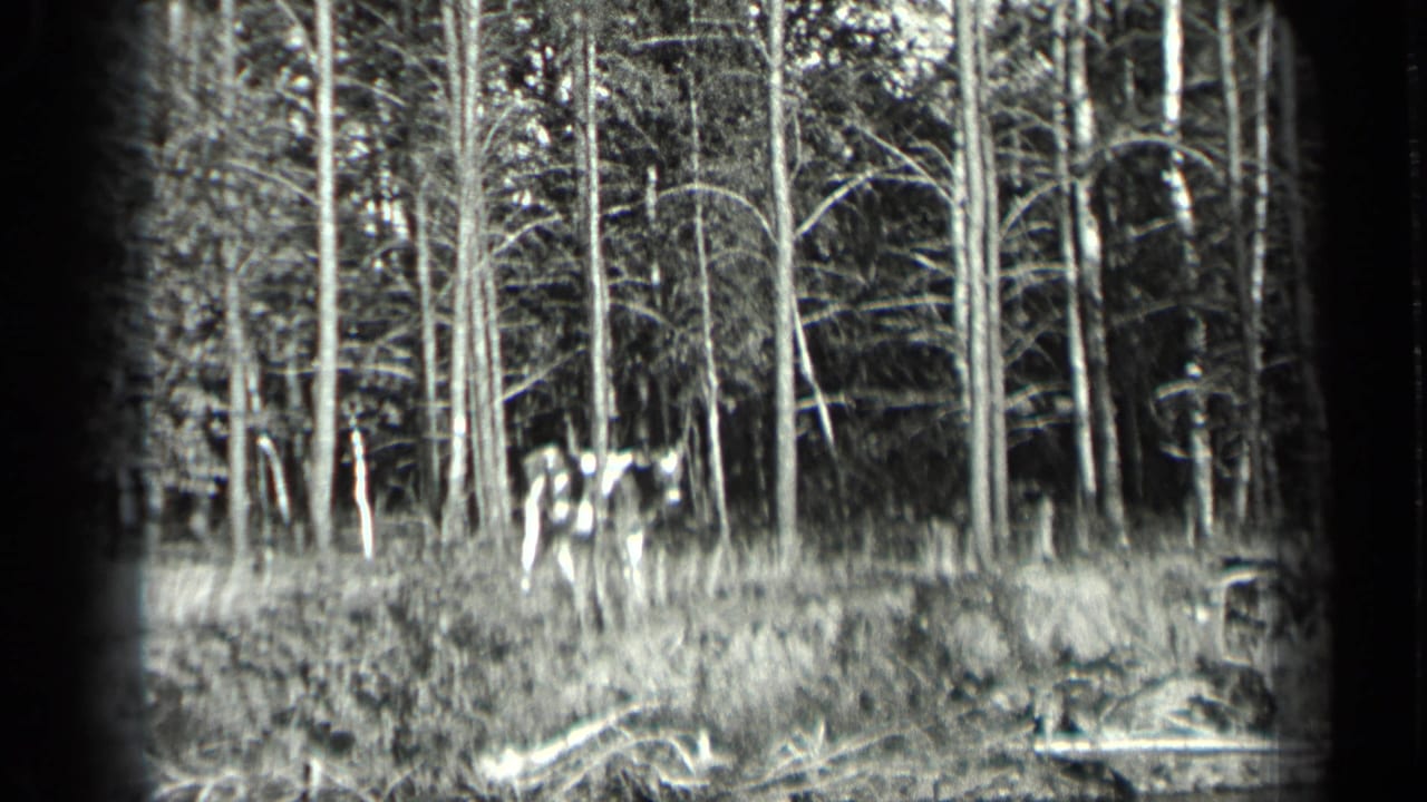A spotted cow appears on the wooded Long Lake shoreline in a 1939 black-and-white 8mm home-movie frame.