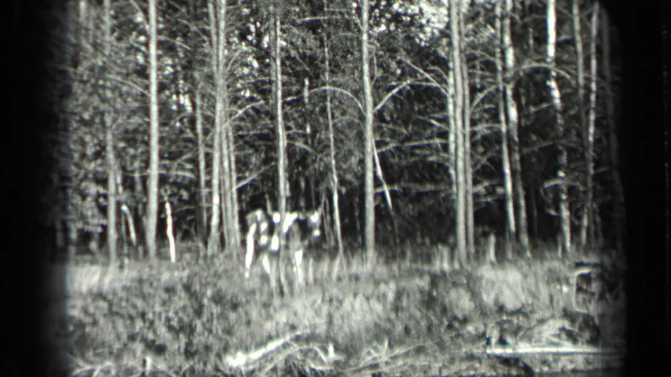A spotted cow appears on the wooded Long Lake shoreline in a 1939 black-and-white 8mm home-movie frame.