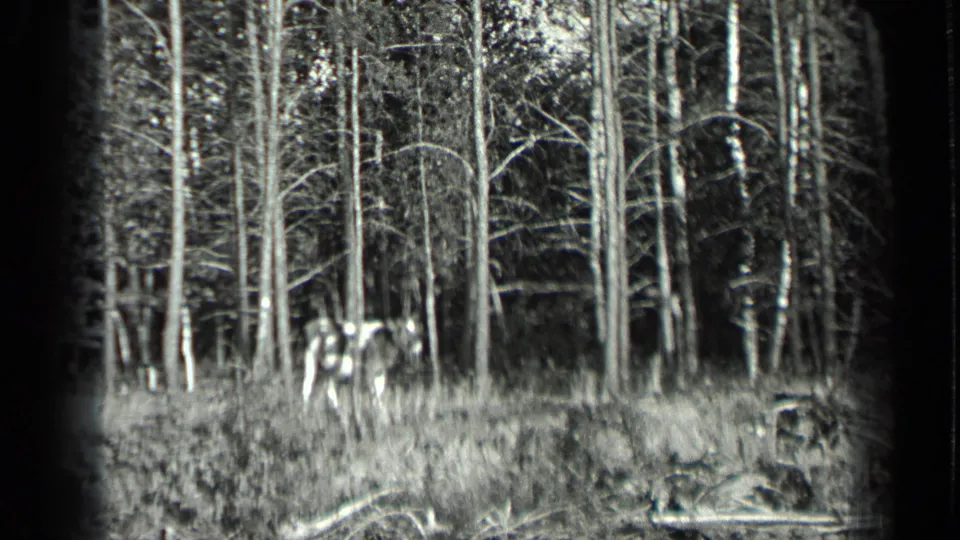1939 Long Lake, Canada frame with a spotted cow partly framed by slender trees and dense shoreline vegetation.