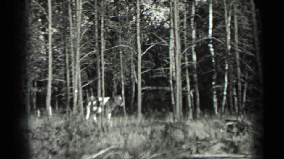 A distant spotted cow remains visible near the Long Lake tree line, with water and brush in the foreground.