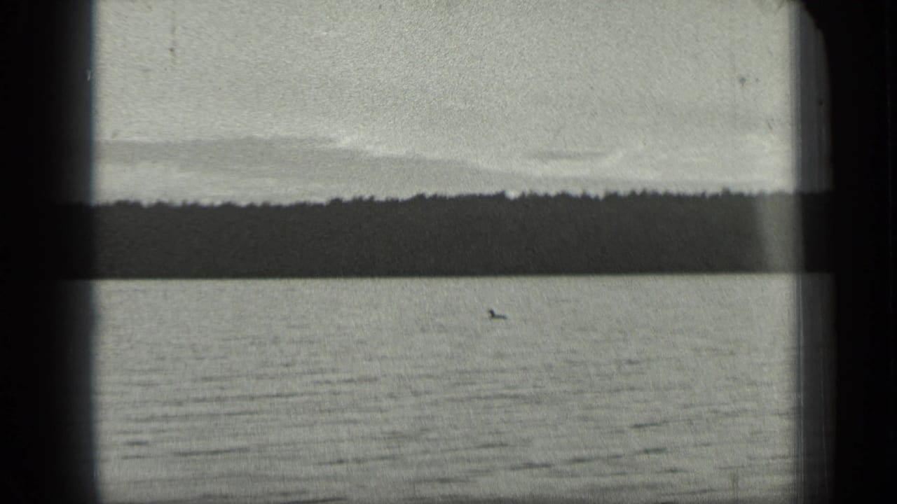 1939 8mm view of Long Lake, Canada, showing calm water, a distant wooded shoreline, and a small loon near mid-frame.