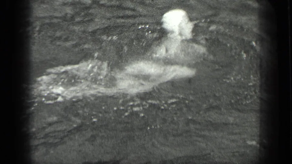 A woman in a white swim cap swims at Long Lake, Canada, her upper body visible above dark rippling water.