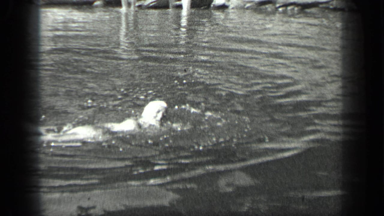 Swimmer in a light cap moving through calm water near a rocky shoreline.