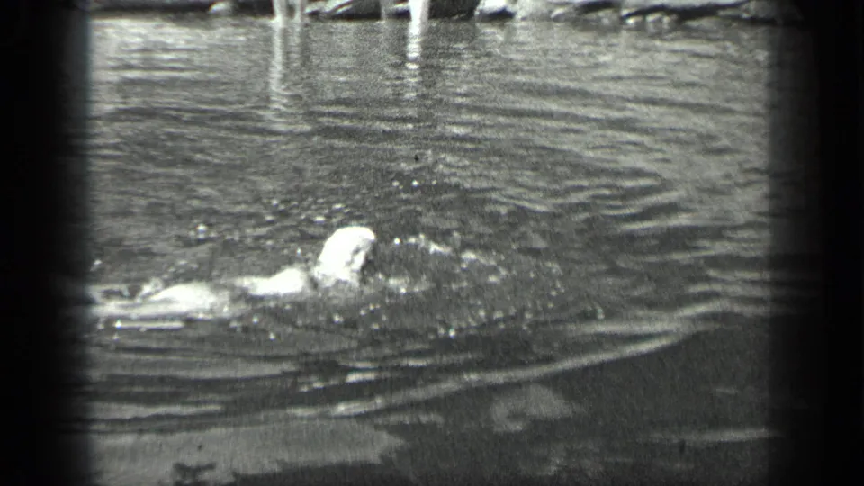 In 1939 Long Lake, Canada footage, a swimmer in a light cap moves across calm water with ripples around them.