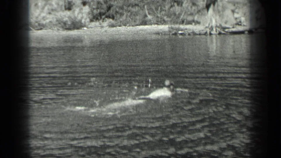 In 1939 Long Lake, Canada footage, a swimmer's head and arms break the lake surface near a tree-lined shore.