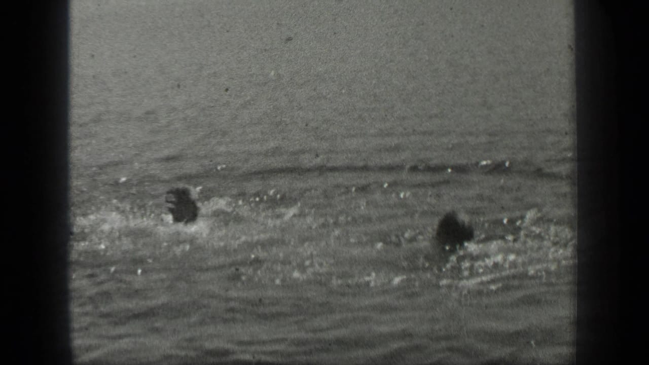 Two distant swimmers appear in Long Lake, Canada, separated by rippled water and soft 8mm film grain.