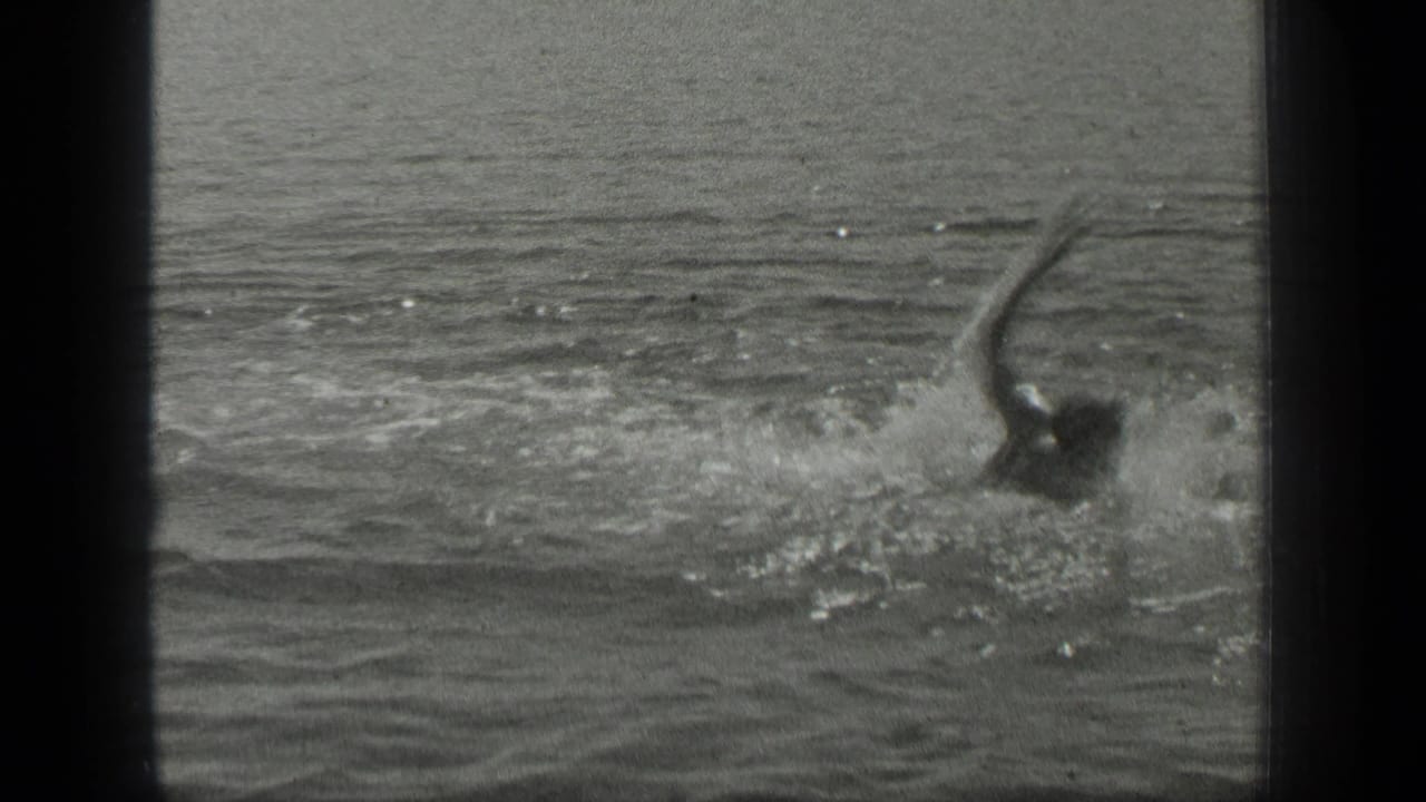 1939 Long Lake home-movie frame showing a swimmer partly visible, with one arm lifted above choppy water.