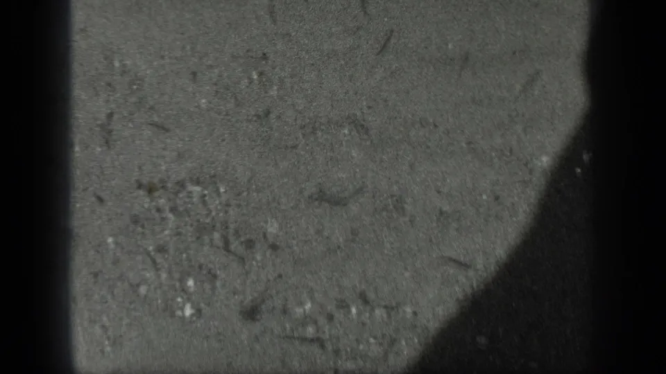 1939 Long Lake, Canada home-movie frame showing shallow water, grainy bottom texture, small fish-like shapes, and a dark passing shadow.