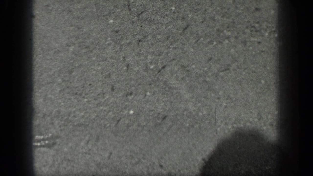 Long Lake, Canada 1939 frame showing shallow water, speckled lakebed, small fish-like marks, bright streaks, and lower-right shadow.