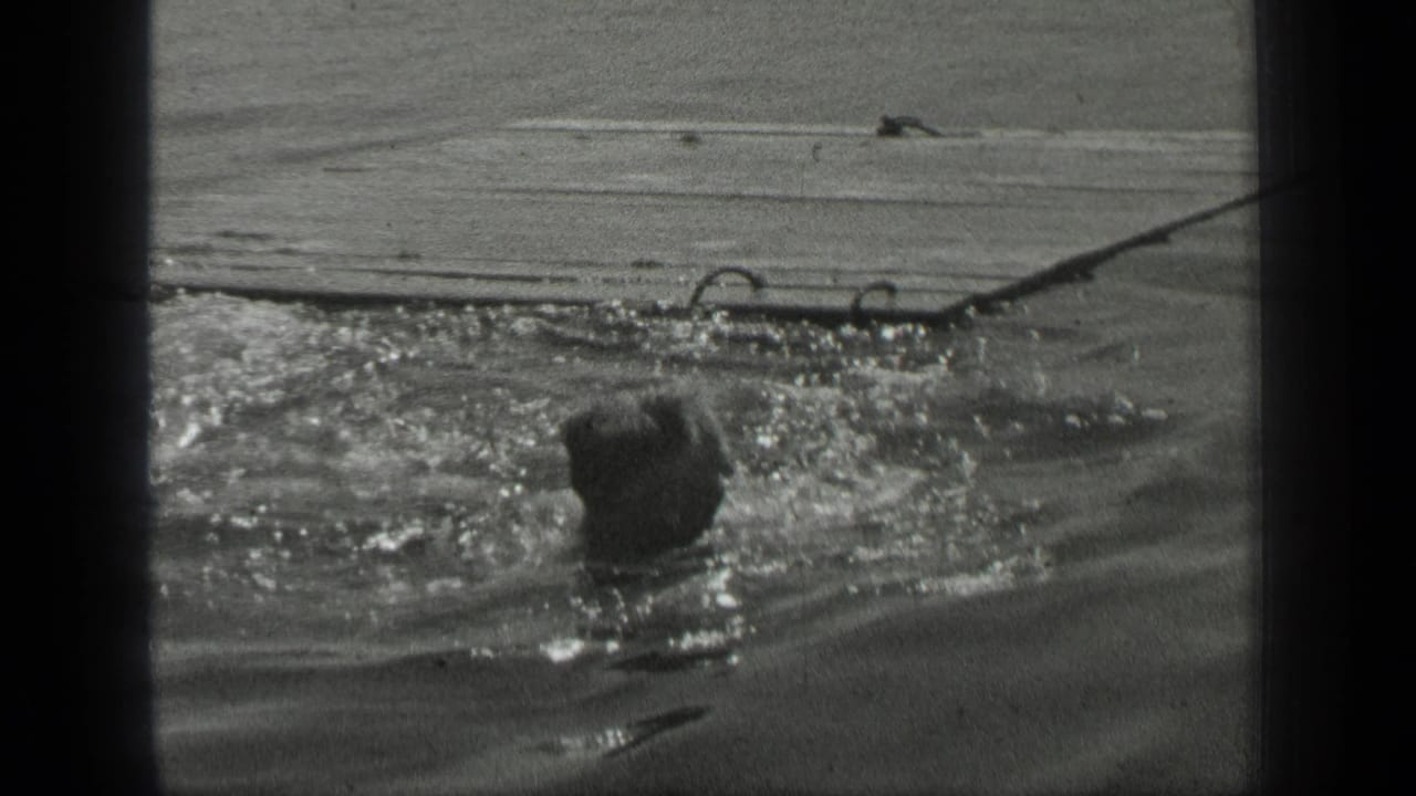 In 1939 Long Lake, Canada footage, a swimmer's head is visible amid choppy water near a shore or dock edge.