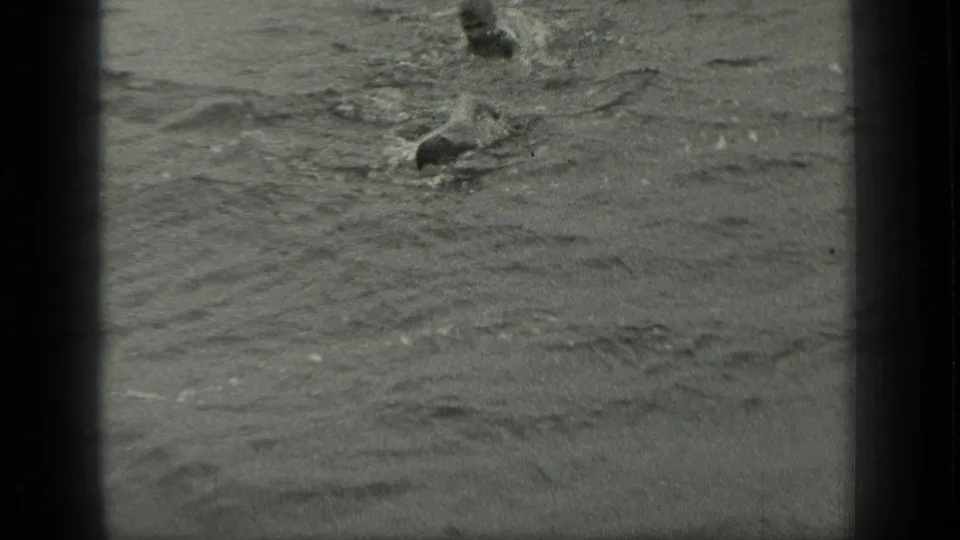 A swimmer’s head appears above rippled water during the 1939 Long Lake, Canada outdoor swimming scene.