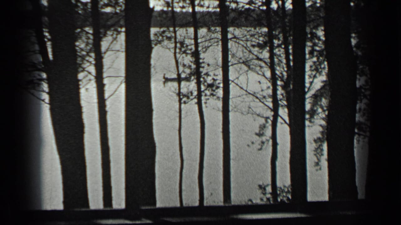 Tree trunks silhouetted against a pale lake with a small distant rowboat.