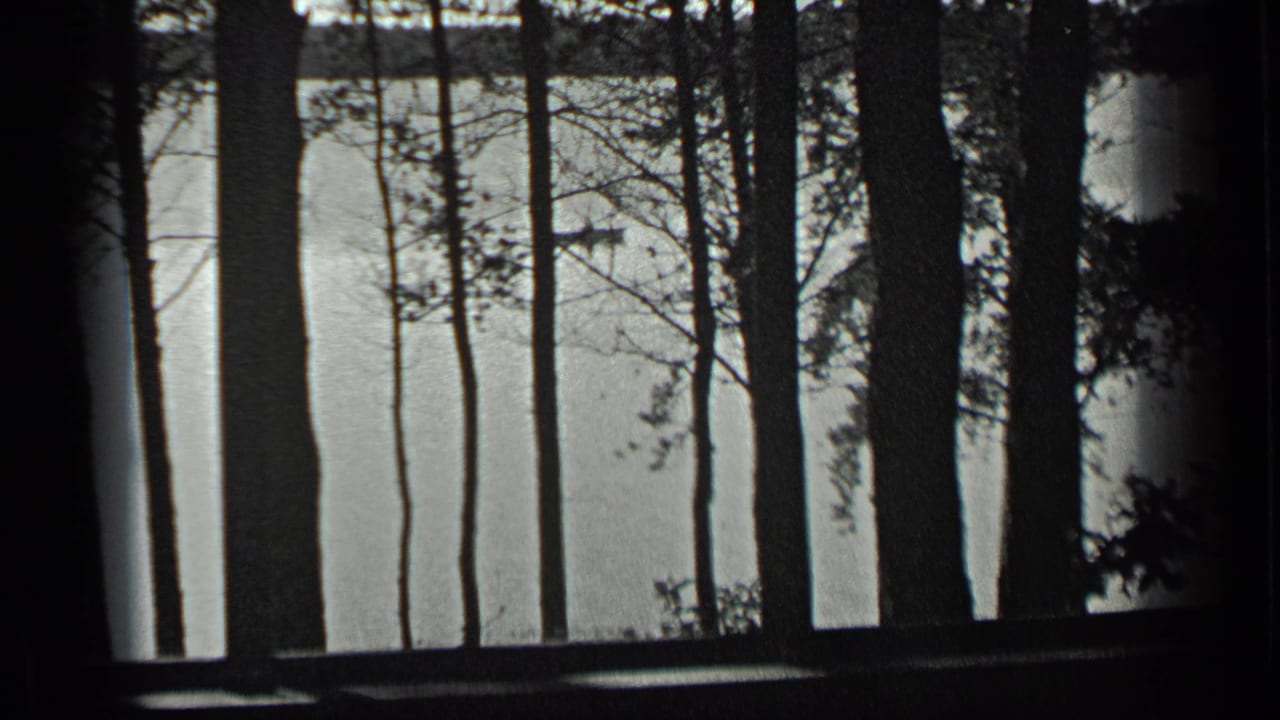 Silhouetted tree trunks frame a pale lake with a small distant boat.