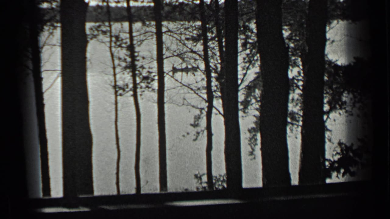 Tall dark trees stand between the camera and a bright lake surface.